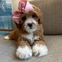 L-Purple Girl - Red  female Goldendoodle puppy in Lewisville, Texas from Texas Goldendoodle Lovers