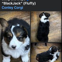 Conley's Baby Blu Blackjack - Black and tan Pembroke Welsh Corgi puppy in Clarksdale, Missouri from Conley Pembroke Welsh Corgis