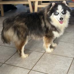 Beans - Black and white male Pomsky puppy in Lewiston, Minnesota from Family Pomsky