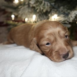 Peppermint Patty - Red female Dachshund puppy in Texarkana, Texas from Millys Pups