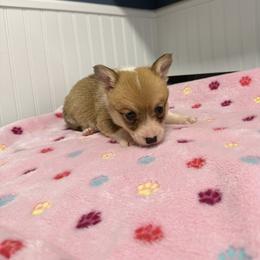 Stella - Sable female Pembroke Welsh Corgi puppy in Jenkinsburg, Georgia from Red Elephant Farms