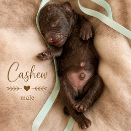 Cashew - Chocolate male Goldendoodle puppy in Miami, Florida from Jade’s Paws & Co. Of Miami LLC