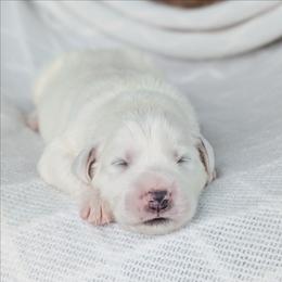 Boy 2 - White male Great Pyrenees puppy in Yakima, Washington from Naches Heights Ranch