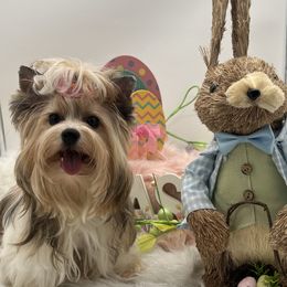 Sadie - Yorkshire Terrier