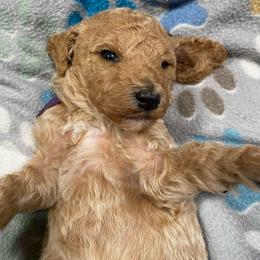 NOEL - Purple Collar Girl - Apricot female Poodle puppy in Charlo, Montana from Heavenly Hilltop Farm