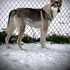 Andi - Northern Inuit Dog