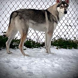 Andi - Northern Inuit Dog