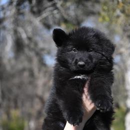 Ryker - Black male German Shepherd puppy in Azle, Texas from Nuckols-Alsup Canines German Shepherds
