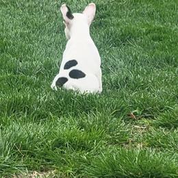 French Bulldog Puppies from Absolute Frenchie Connection