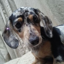 Dachshunds from Muttigrees