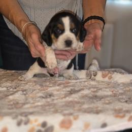 Meadow - Black red and white male Beagle puppy in Palestine, Texas from The Beagle Corner