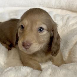 Abby's Chocolate Based Shaded Cream Boy - Cream male Dachshund puppy in Kalama, Washington from Dazzling Doxies