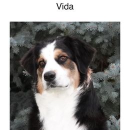 Australian Shepherd puppies from Cu2 Aussies