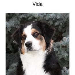Australian Shepherd puppies from Cu2 Aussies