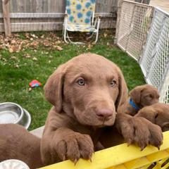 Chesapeake Bay Retriever Puppies from Bear Kreek Chesapeakes