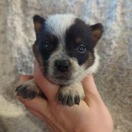 Silo - Blue speckled male Australian Cattle Dog puppy in Mena, Arkansas from Red Desert Australian Cattle Dogs
