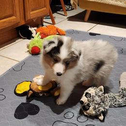 Blue puppy boy - Blue merle white and tan male Shetland Sheepdog puppy in Memphis, Tennessee from Ambrozia Kennels