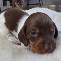 Charlie - Piebald male Dachshund puppy in Wallingford, Kentucky from Hensley Homestead Dachshunds