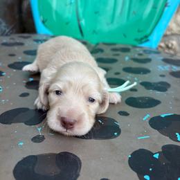 Poppy - Cream female Dachshund puppy in Hawley, Texas from Little e Dachshunds