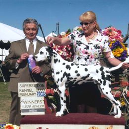 Yeager - Dalmatian