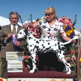Yeager - Dalmatian