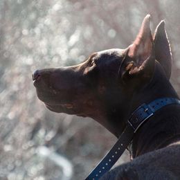 Doberman Pinscher and French Bulldog All Grown Up from The Defender Farm
