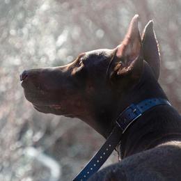 Doberman Pinscher and French Bulldog All Grown Up from The Defender Farm