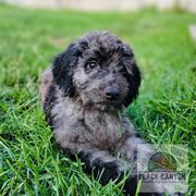 Boy 6 - Merle Double Doodle puppy in Prineville, Oregon from Black Canyon Doodles