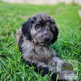 Boy 6 - Merle Double Doodle puppy in Prineville, Oregon from Black Canyon Doodles