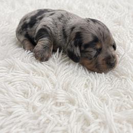 Long haired male - Black and tan male Dachshund puppy in Wahiawa, Hawaii from Versatile Ohana