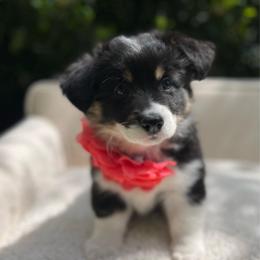 Murphy - Black and tan female Pembroke Welsh Corgi puppy in North East, Maryland from Potato Patch