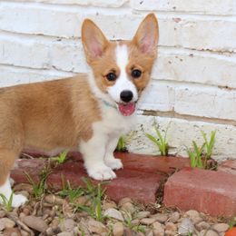 Bingo - Pembroke Welsh Corgi