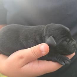 Black Male 3 - Black male Labrador Retriever puppy in Conway, Missouri from Patton's Triple Pine Farm