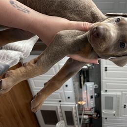 Dachshund and Doberman Pinscher Puppies from Cornerstone Dobermans