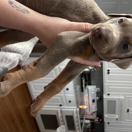 Dachshund and Doberman Pinscher Puppies from Cornerstone Dobermans