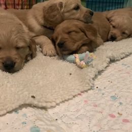 Golden Retriever Puppies from True North Golden Retrievers