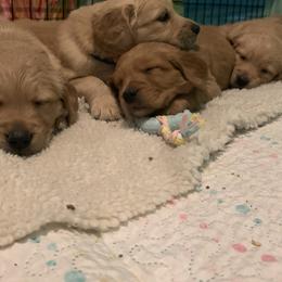 Golden Retriever Puppies from True North Golden Retrievers