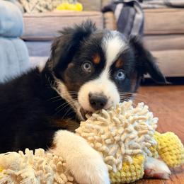 Betty - Black tri female Miniature Australian Shepherd puppy in Sandy Hook, Kentucky from RidgeTop Aussies