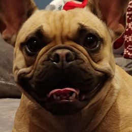 Vi - French Bulldog