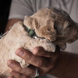 Goldendoodle Puppies from Wildflower Doodles