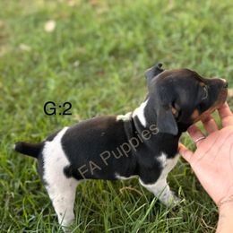 Rat Terrier Puppies from FA puppies