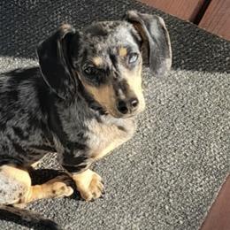 Dachshunds from Mini Dachshunds of New Mexico