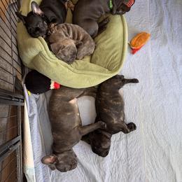 French Bulldog Puppies from Camarra King