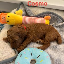 Cosmo - Red  male Poodle puppy in Union Grove, Alabama from Beltane Bonnies