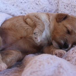 Clementine - Apricot female Goldendoodle puppy in Goodyear, Arizona from GAMMIE’S DOODLES