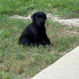 Boy 5 - Black male Labrador Retriever puppy in Whigham, Georgia from Diamond C Labradors