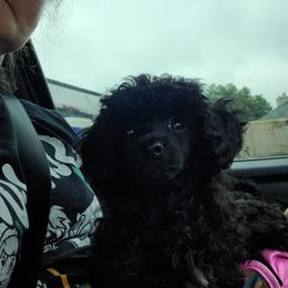 Poodle Puppies from Joanies Poodles