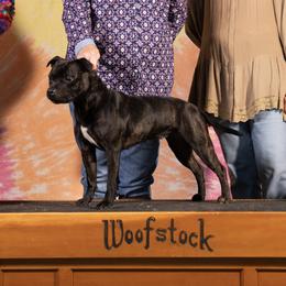Raven - Staffordshire Bull Terrier