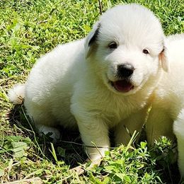 OFA Health Tested AQUA - White and gray male Great Pyrenees puppy in Lynchburg, Tennessee from Flashlight Farmers AKC Great Pyrenees