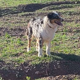 Lucky - Australian Shepherd